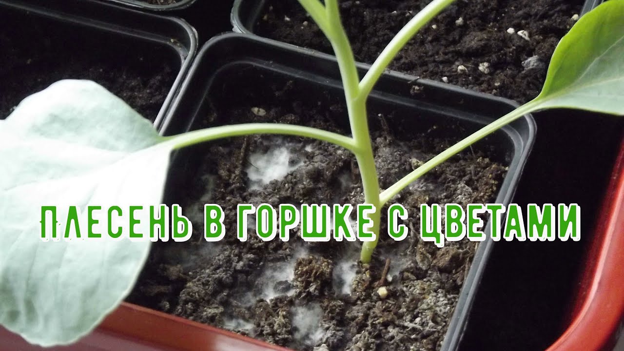 Плесень в горшке с цветами