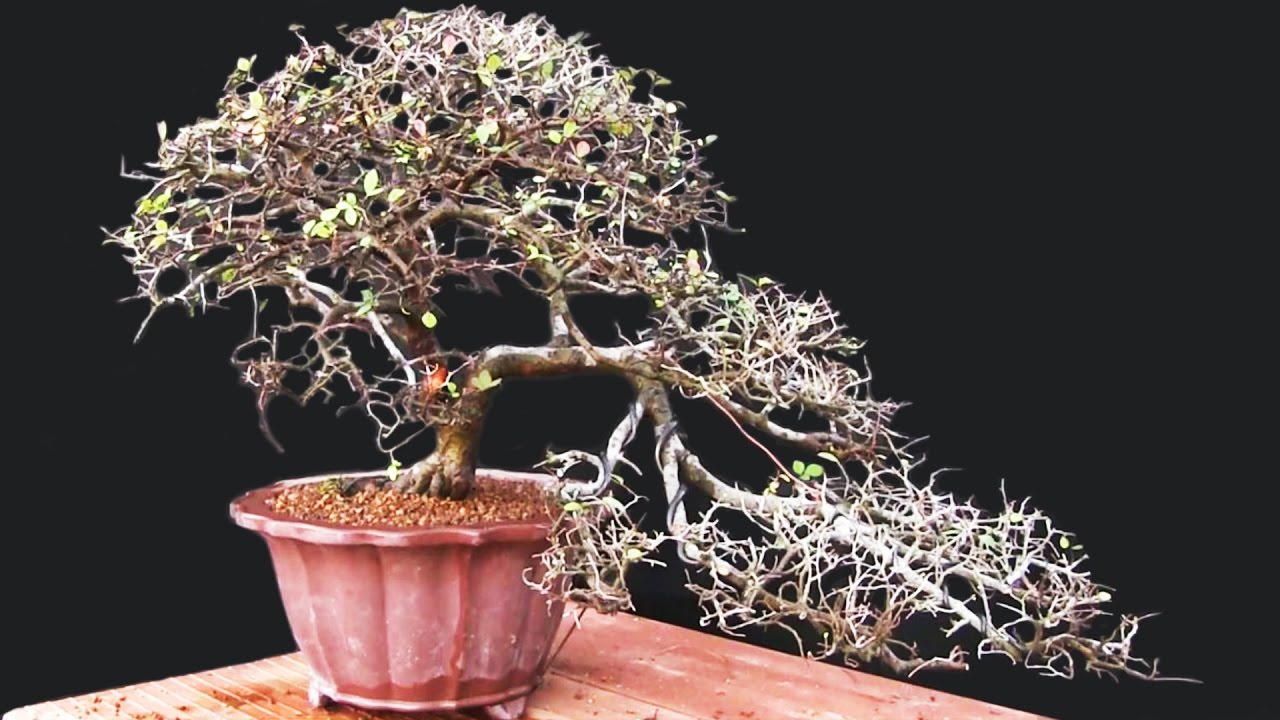 Creando un bonsai en 
