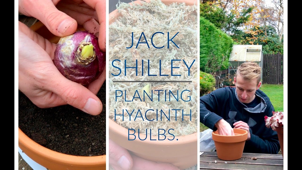 Planting Hyacinth Bulbs | Jack Shilley