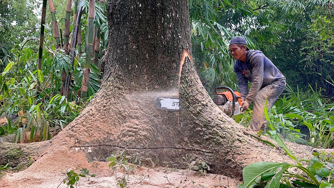 Old and tall tree…Hard to conquer‼️