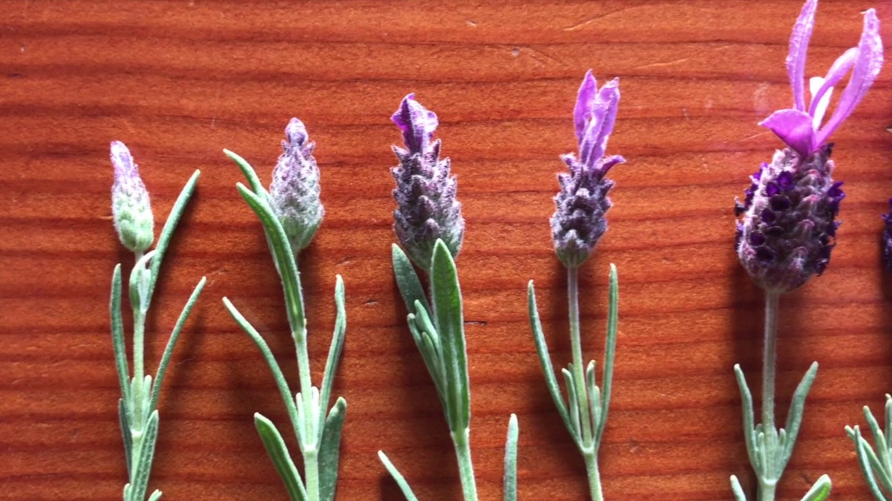 Spanish Lavender, Lavandula stoechas, Lamiaceae