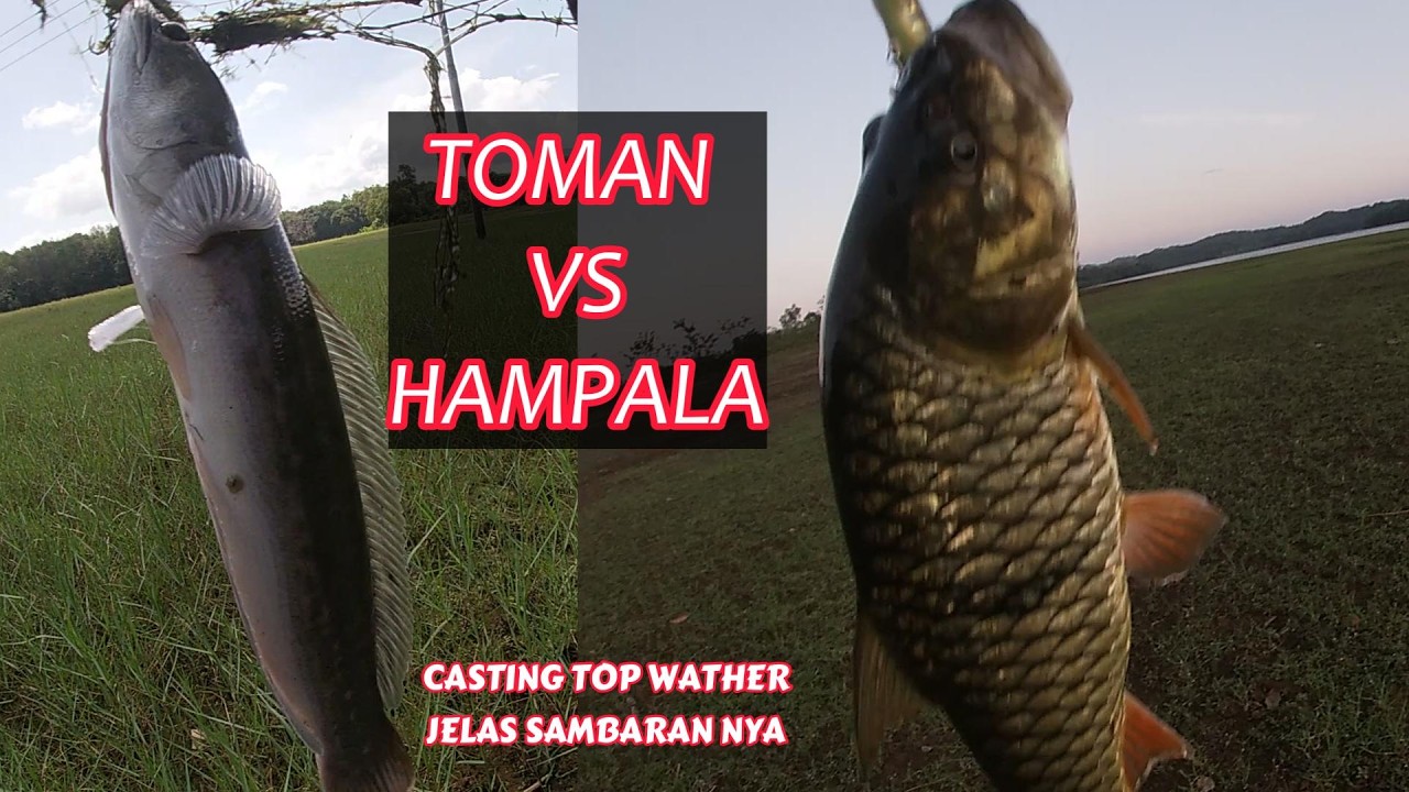 CASTING HAMPALA DI WADUK RIAM KANAN 027 #mancing #snakehead #castinghampala