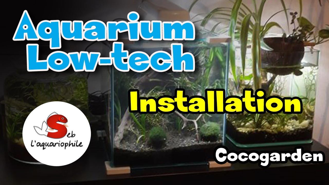Aquarium low-tech avec le filtre cocogarden