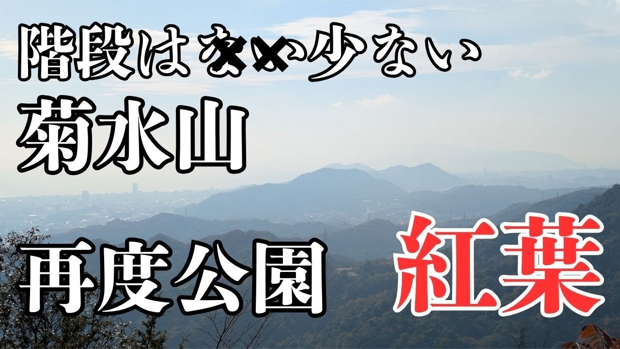 階段は少ない菊水山　再度公園　紅葉　六甲　2025年11月24日