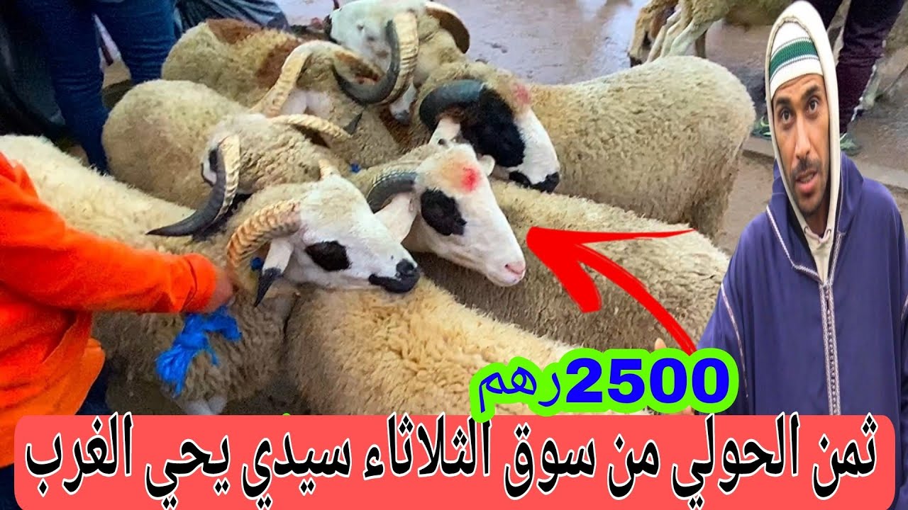 ثمن الحولي والغنم من سوق الثلاثاء سيدي يحي الغرب على قناة المرضي