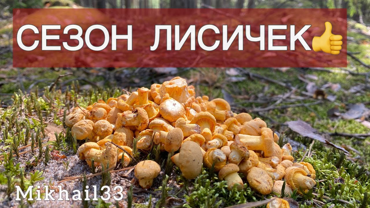 ГРИБЫ ПОШЛИ!!! ЛИСИЧКИ ПОЛЯНАМИ!!! ГРИБНИК НЕ ОЖИДАЛ НАЙТИ СТОЛЬКО ГРИБОВ! Грибы 2024