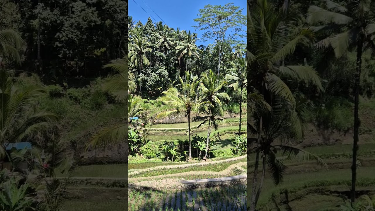 БАЛИ | РИСОВЫЕ ТЕРРАСЫ ТЕГАЛЛАЛАНГА | РАСКОШНАЯ ПРИРОДА #travel #indonesia #bali #riceterrace