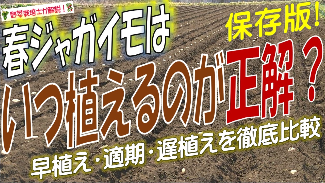 種イモはいつ植えるのが正解？ジャガイモの植え付け時期を正しく判断する方法