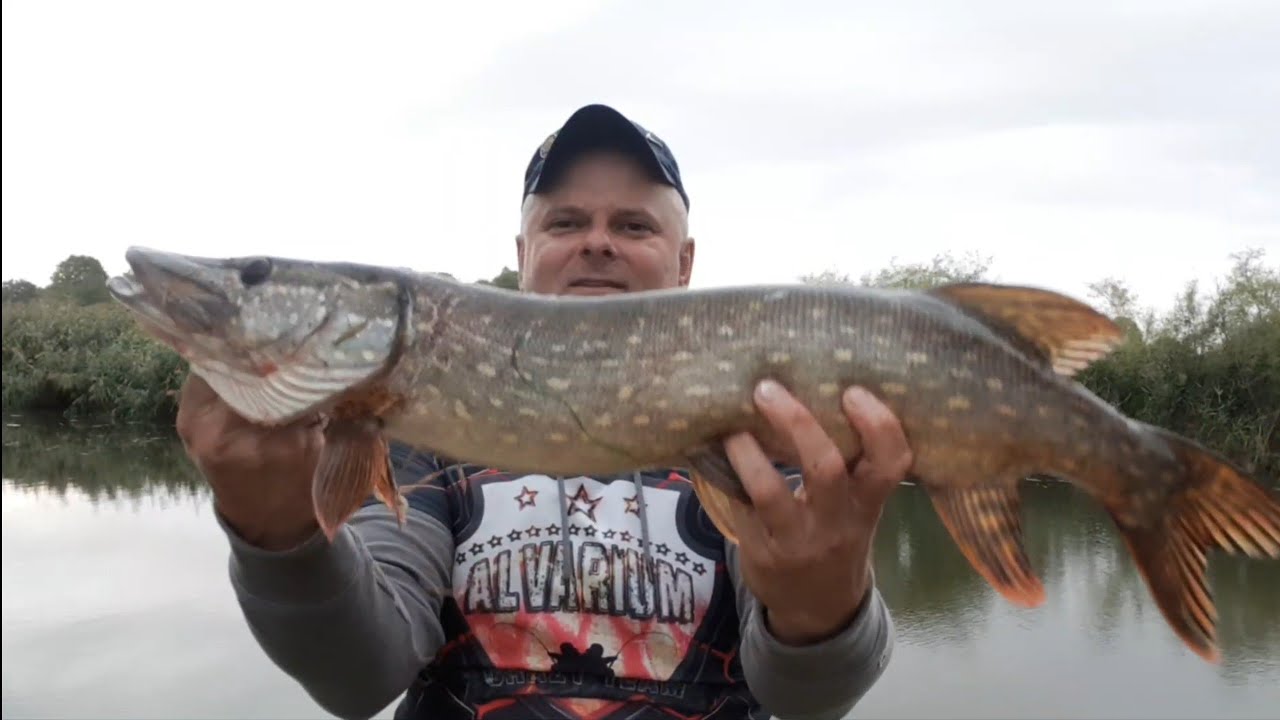 Spining Hamburg Atak szczupaka 1:50:00 sek złowiony szczupak 1:56:00 sek🐟🐟🐟🐟🐟🐟🐟