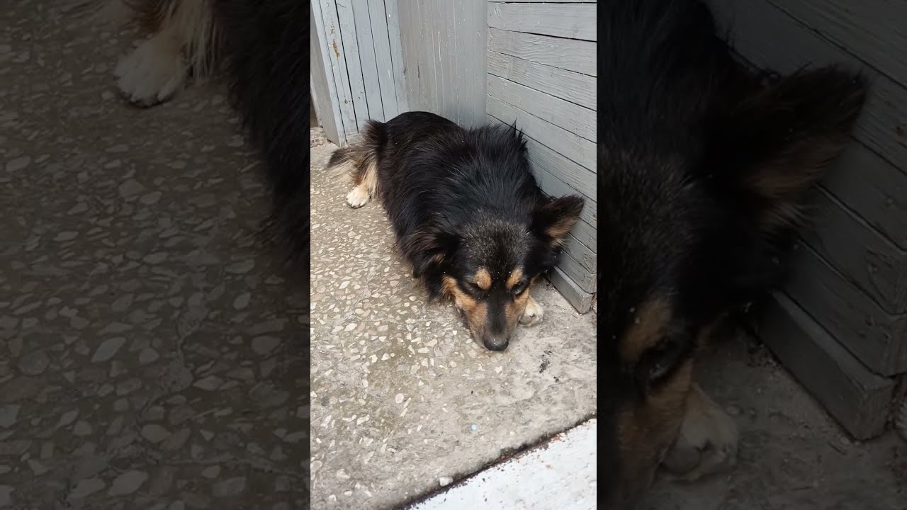 i Охоронець на посту Security guard on post Охранник на посту 20240831