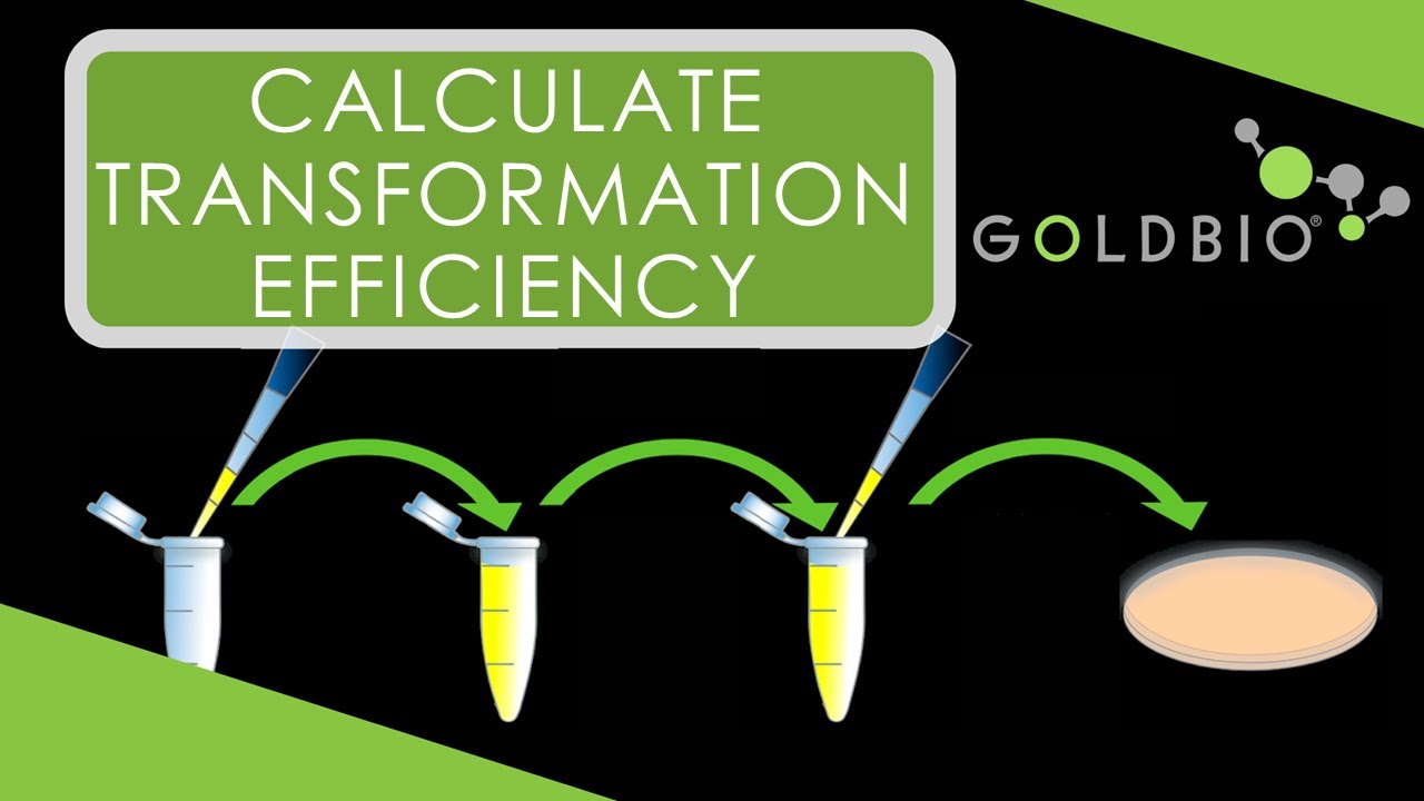 How to Calculate Transformation Efficiency