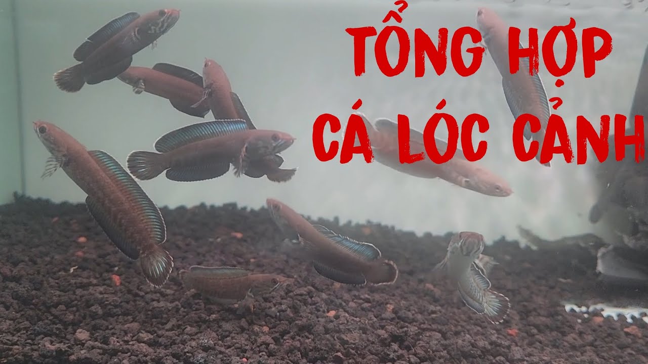 TỔNG HỢP + BÁO GIÁ NHANH NHỮNG DÒNG CÁ LÓC CẢNH TẠI SHOP TY CHANNA #cácảnh #channa #tychanna 