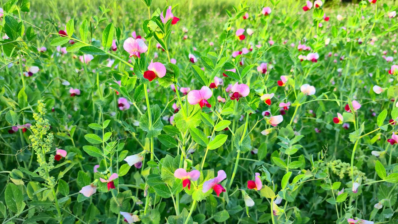 Matar Flowers | Peas Flowers | Matar Ka Khet