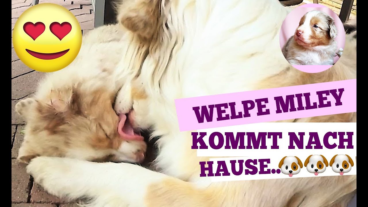 Unser Welpe zieht ein 🐶💕 Miley der Australian Shepherd kommt nach Hause 💕