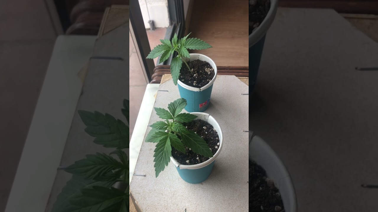 Росткам марихуаны 14 дней, сегодня пересадка в горшки 22л #weed #grow #outdoor #sweetseeds