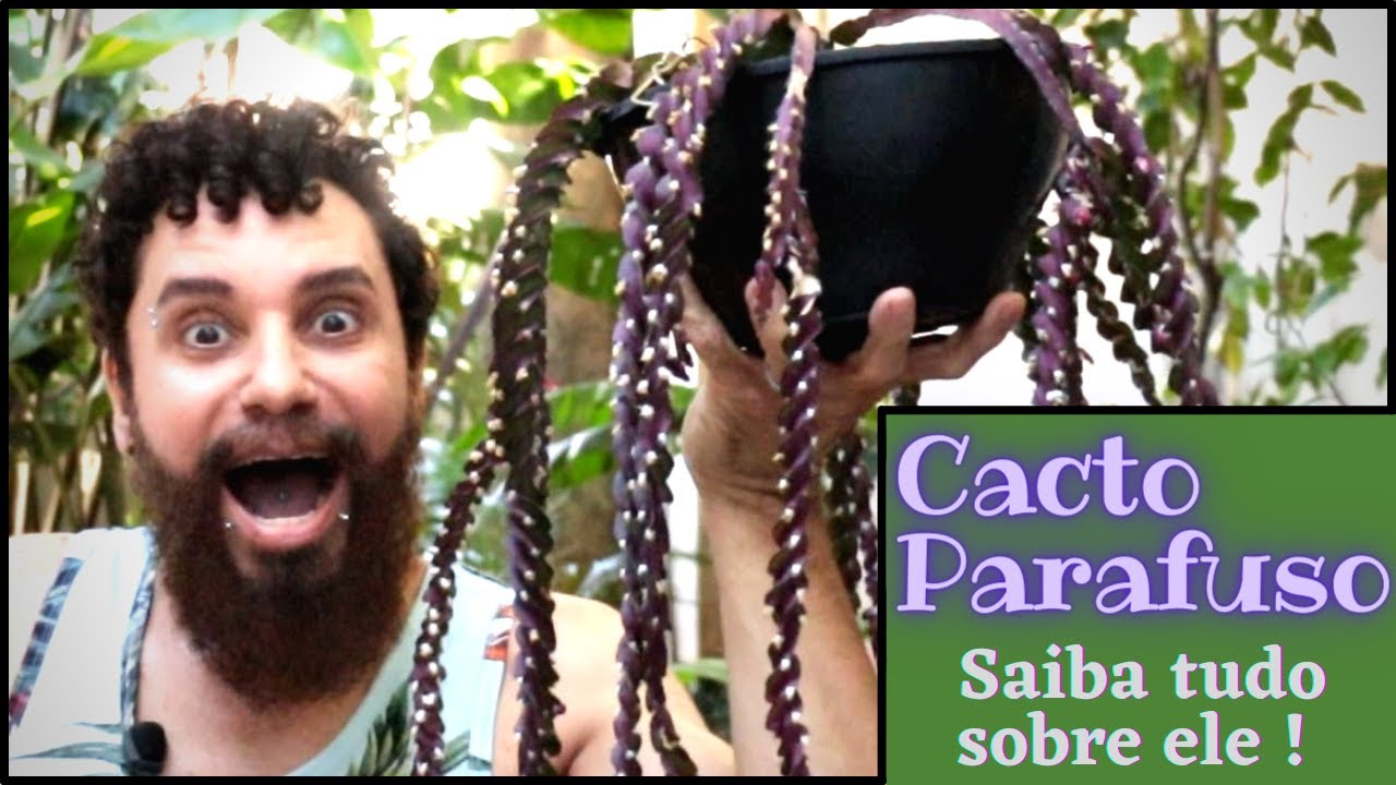Como cuidar do Elegantão CACTO PARAFUSO - Tenha um Belíssimo LEPISMIUM CRUCIFORME com essas DICAS !!