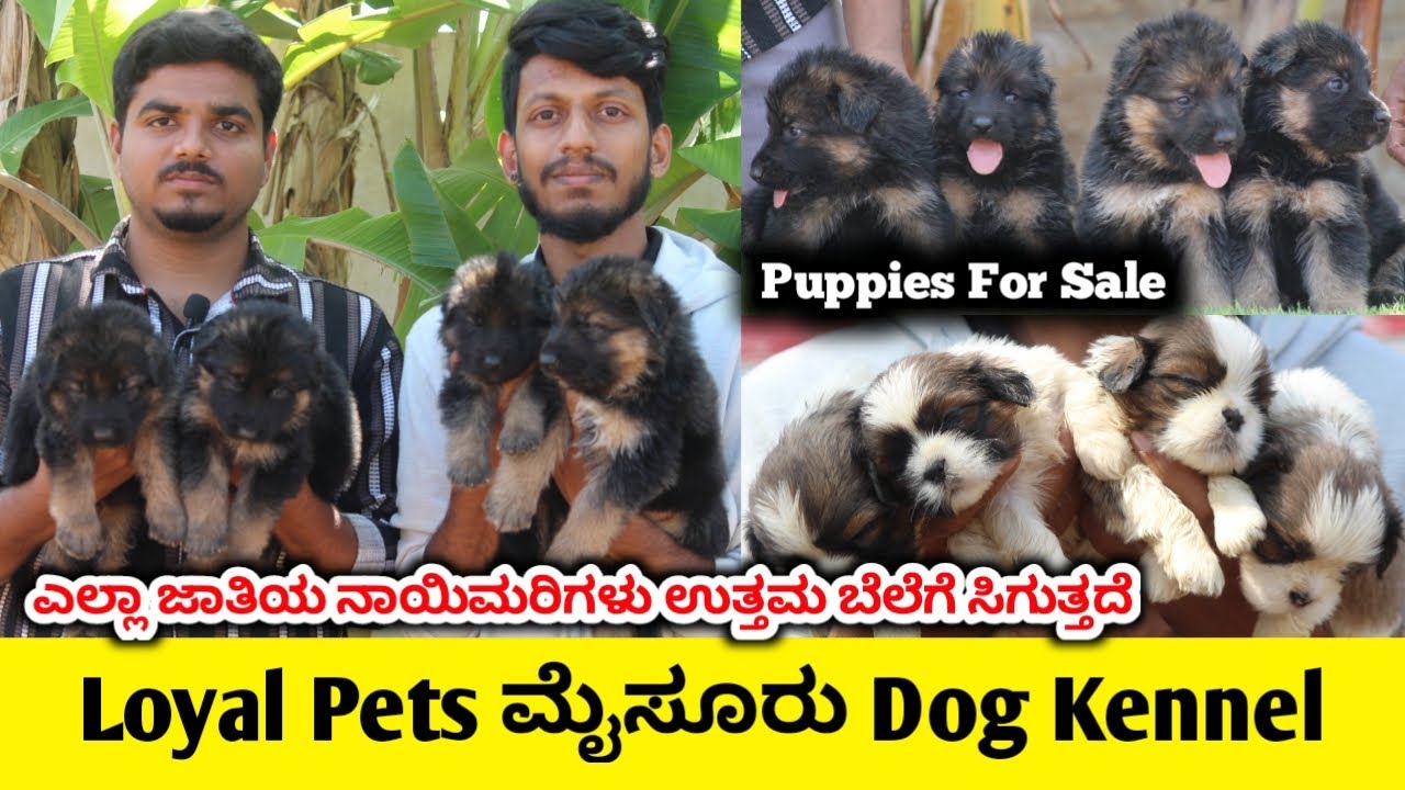 ಎಲ್ಲಾ ಜಾತಿಯ ನಾಯಿಮರಿಗಳು ಉತ್ತಮ ಬೆಲೆಗೆ ಸಿಗುತ್ತದೆ | Best Dog Kennel in Mysore | Dogs For Sale
