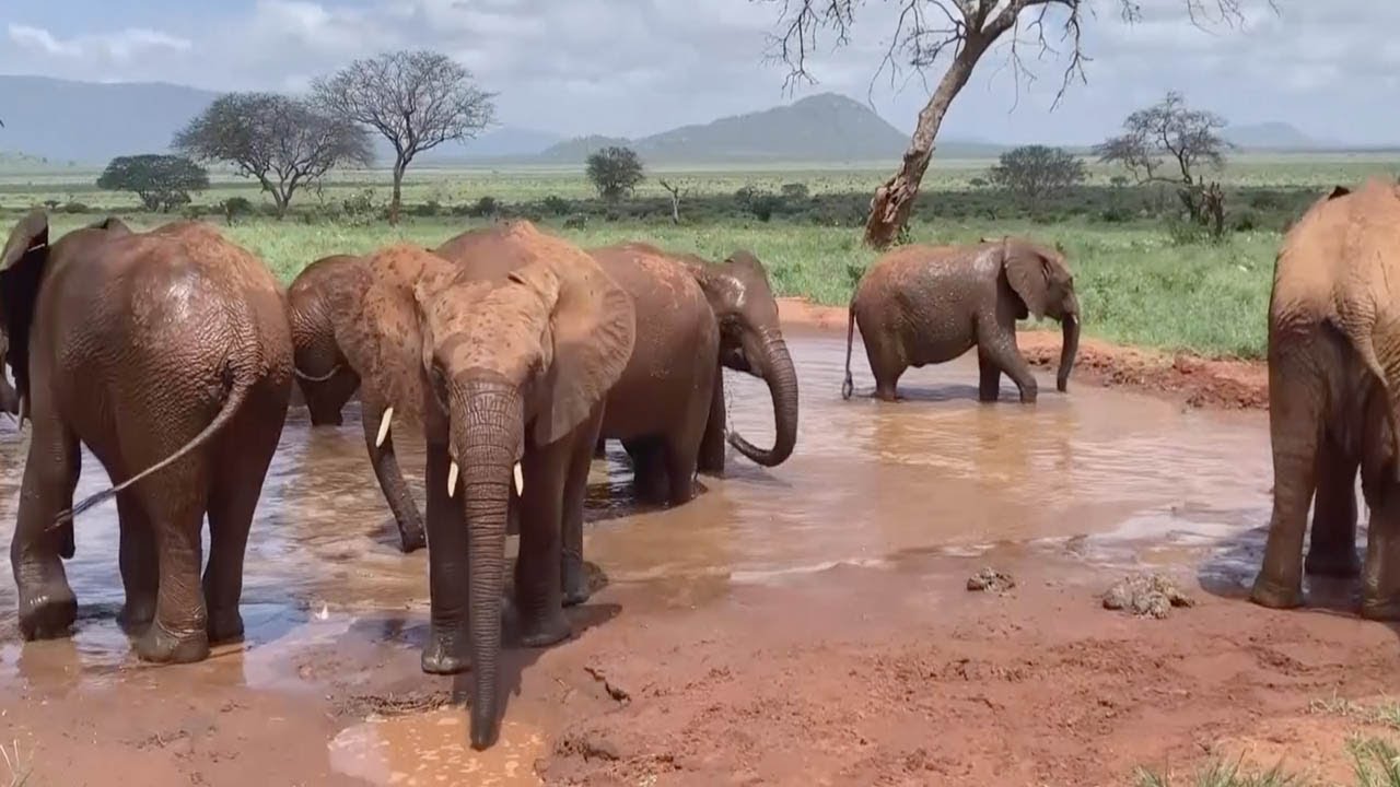Orphaned Elephants Playing With Water And Mud