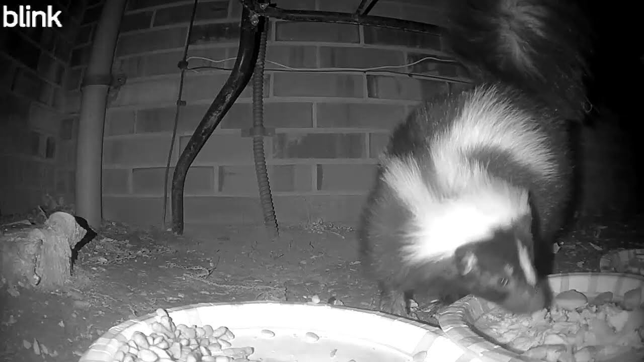 Footie Takes on Little Bean the Opossum 