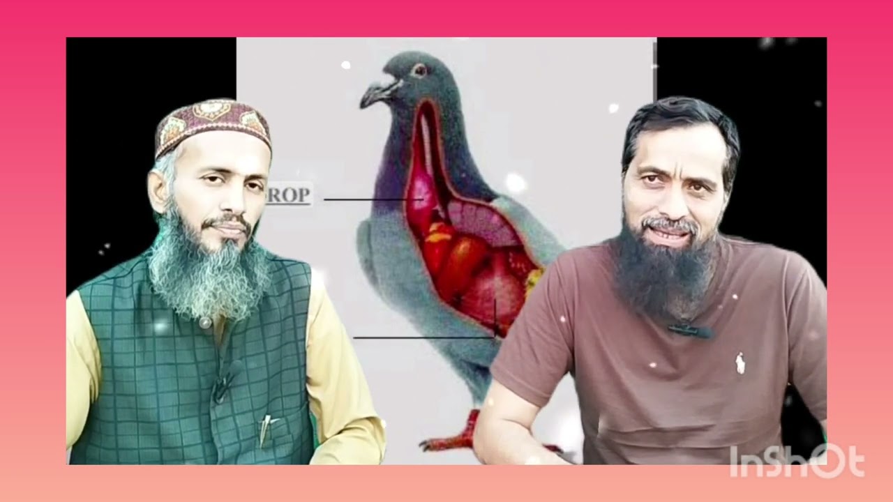 Apna Shouq Apne Kabootar Pigeon Vaccination Pigeon vaccine Pigeon Health How To Vaccinate Pigeon