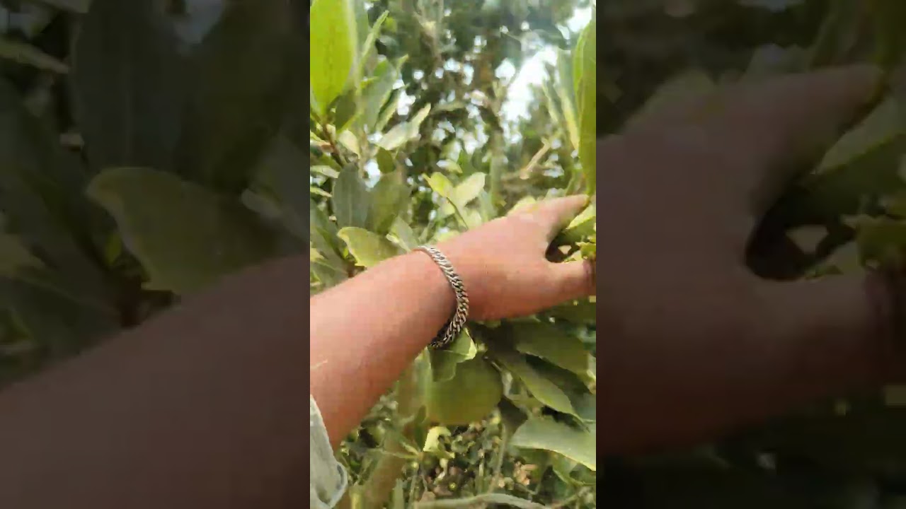 Cultivo de Lúcuma seda variedad la papa dimensiones alternativas para el sembrio y cultivo