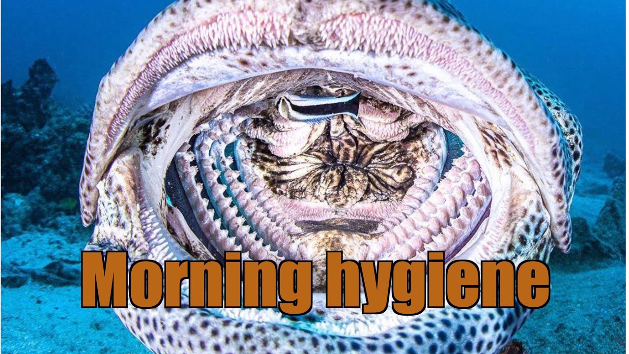 Fish morning hygiene. Episode 214