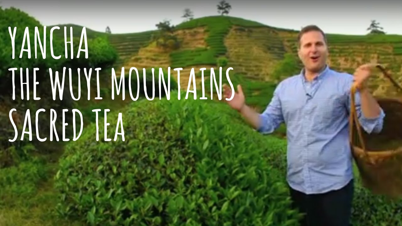Yancha - The Wuyi Mountains Sacred Teas