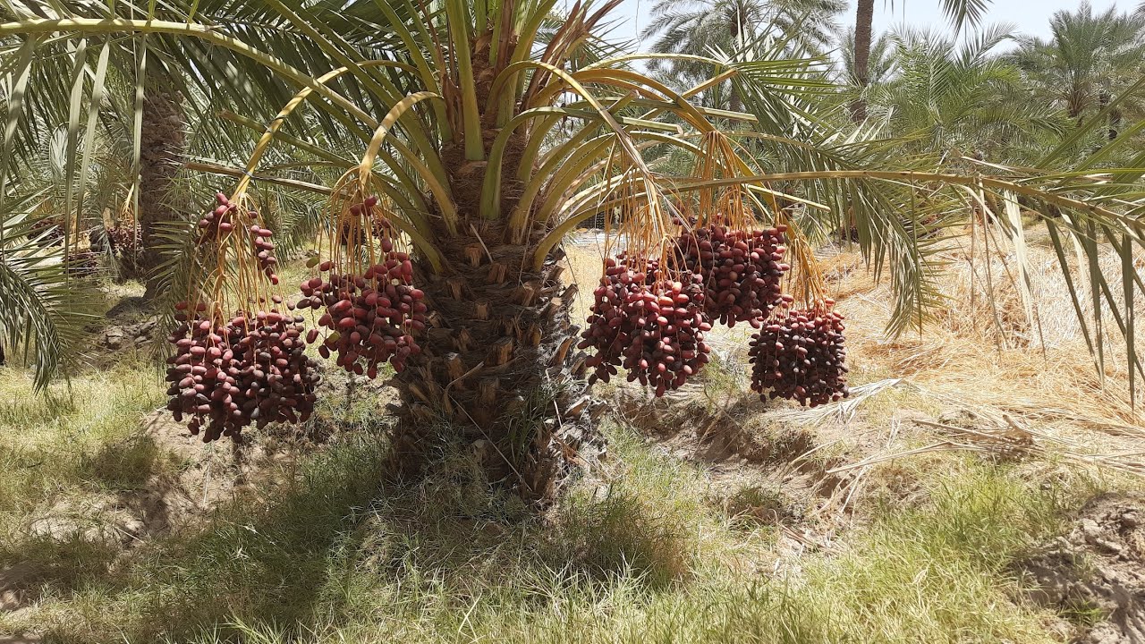 Harvesting dates in a palm grove in tropical regions😍🌴