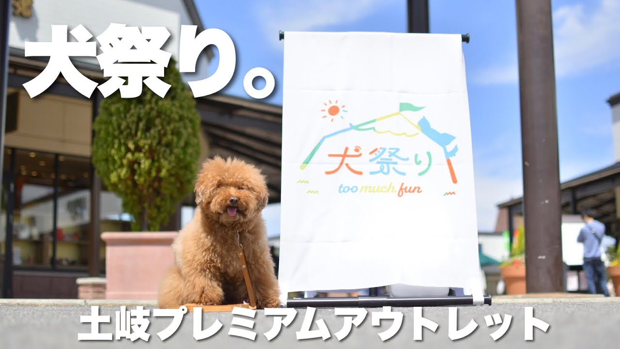 犬祭り行ってきた！！土岐プレミアム・アウトレット/トイプードル/多頭飼い