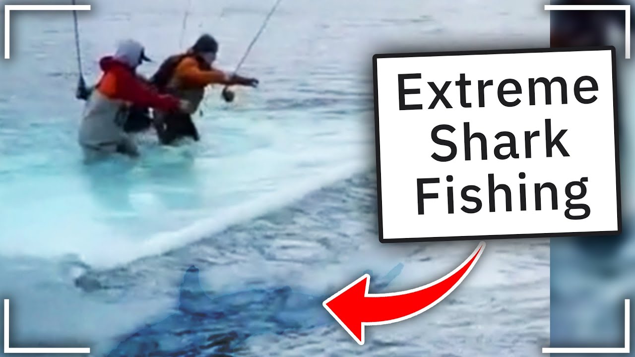 r/therewasanattempt | they tried to catch a shark..