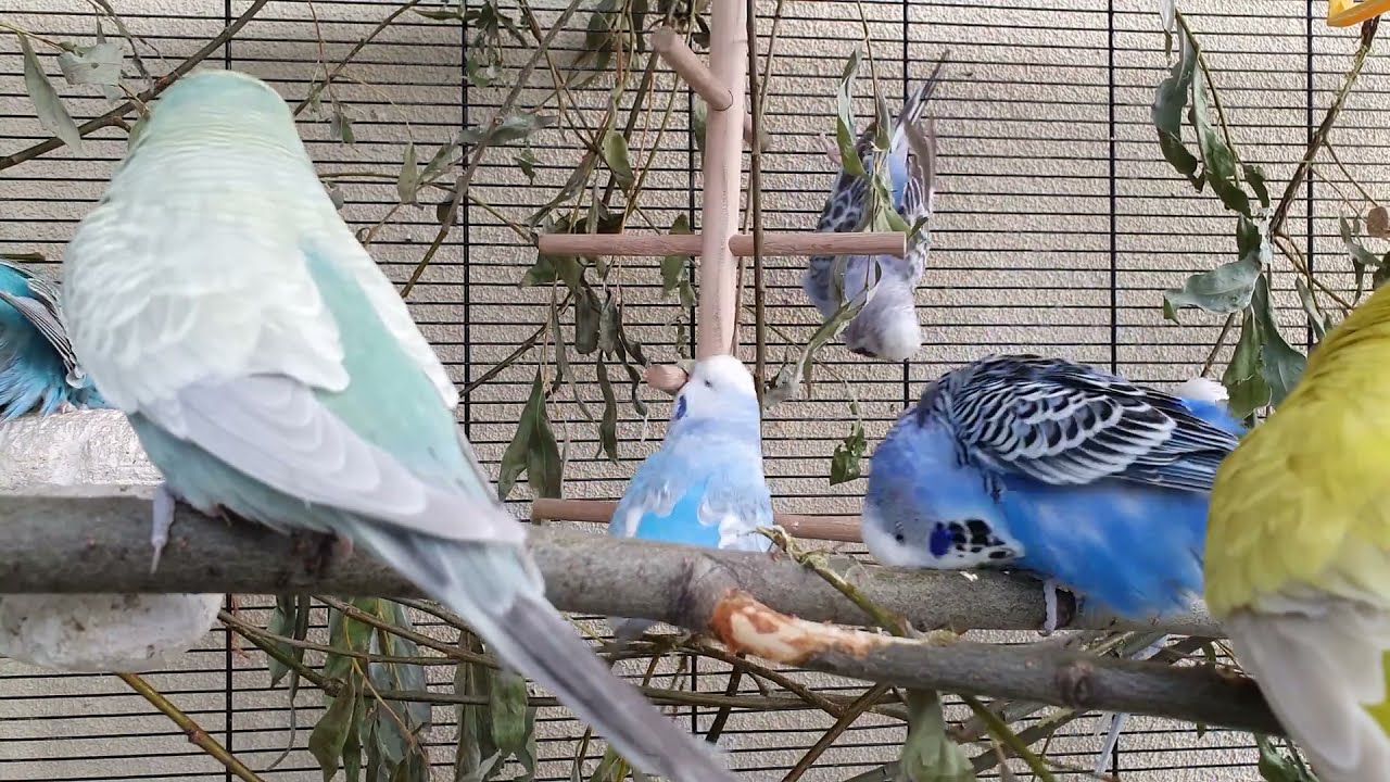 happy budgie sounds
