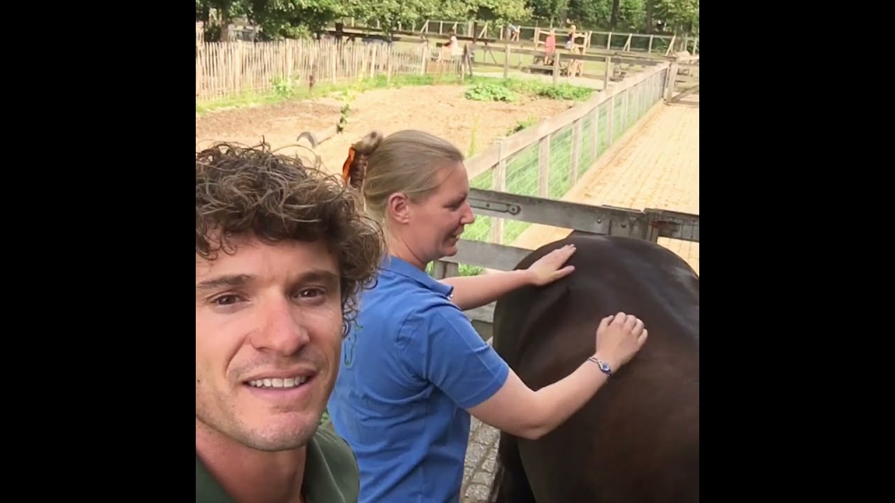 Paardenmassage