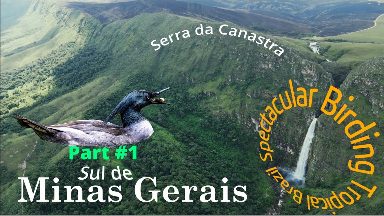 Hidden Birds of Minas Gerais: Brazil's Secret Birding Paradise @ Spectacular Birding Tropical Brazil