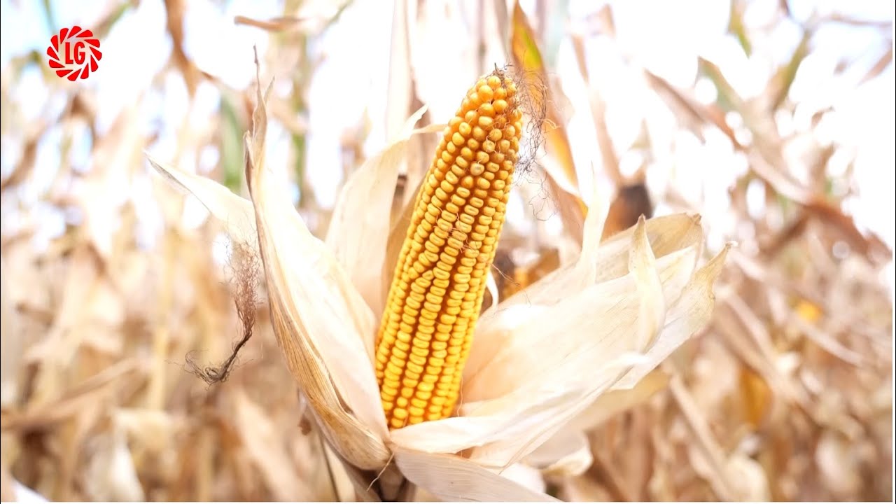 LG 31.377, UN HIBRID STRATEGIC ÎN PORTOFOLIUL DE PORUMB LIMAGRAIN ROMÂNIA