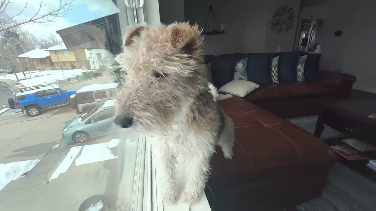 Wire Fox Terrier chroni rodzinę przed &bdquo;niebezpieczeństwem&rdquo;