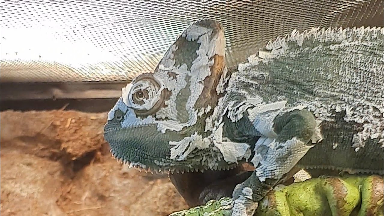 Life of a veiled chameleon: Shedding period for Punky