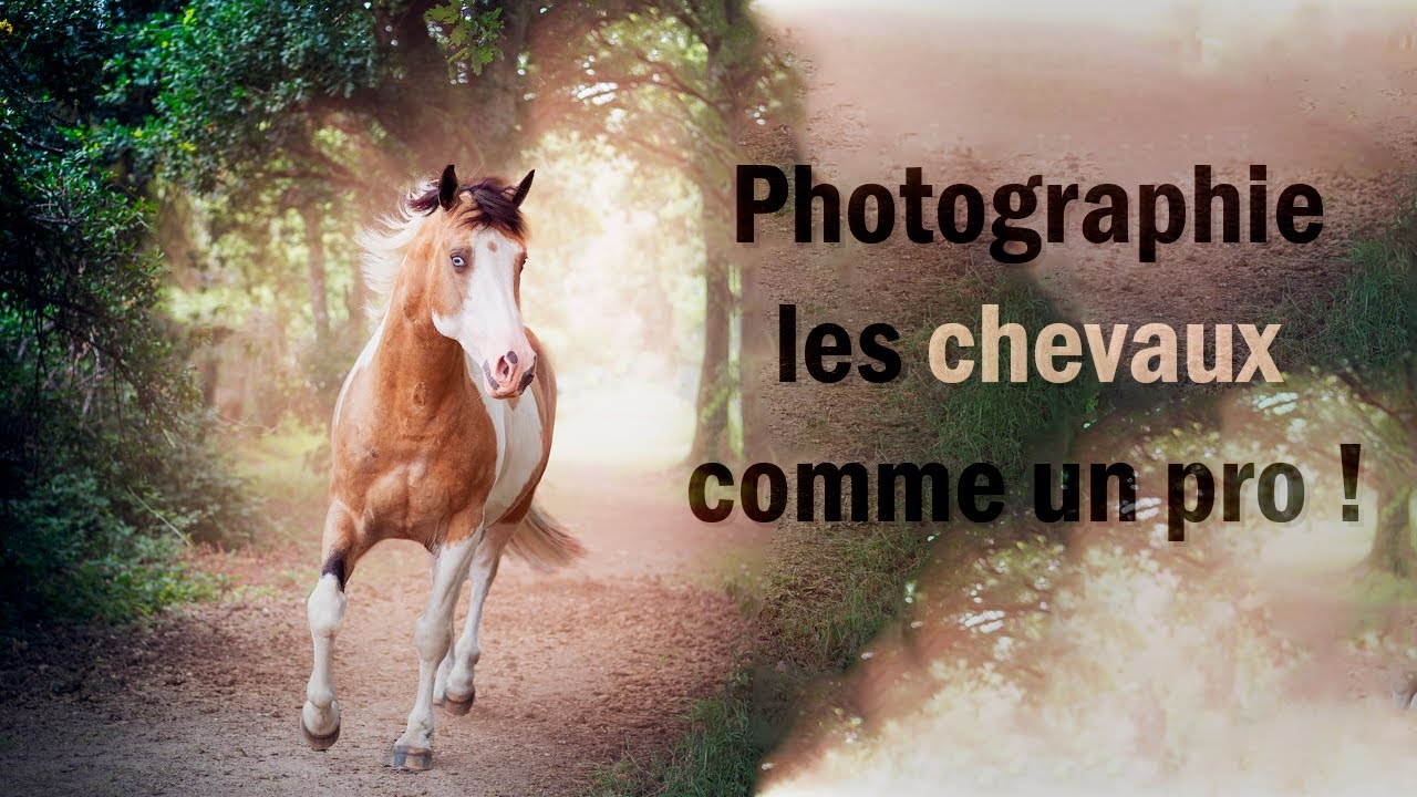 10 astuces pour photographier les chevaux