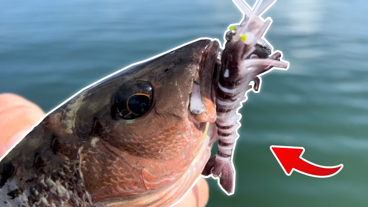 Catching Dinner! - Snapper Limit Fishing In Biscayne Bay