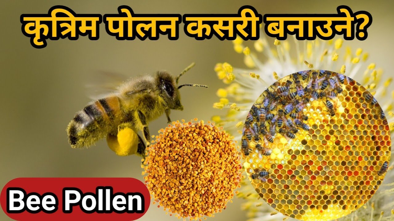 कृत्रिम पोलन बनाउने तरिका | मौरी पालन सम्बन्धि विशेष जानकारी | गाउँले ब्राण्ड