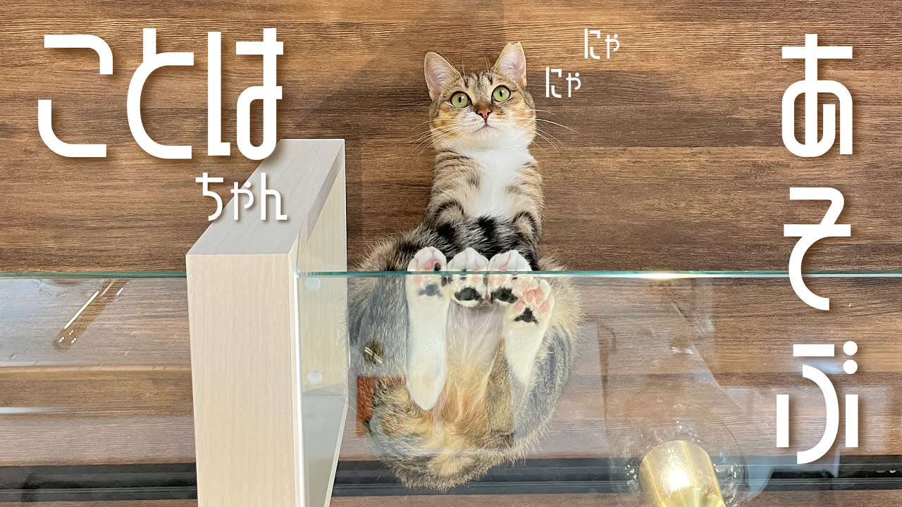 遊ぶの大好きことはちゃん！