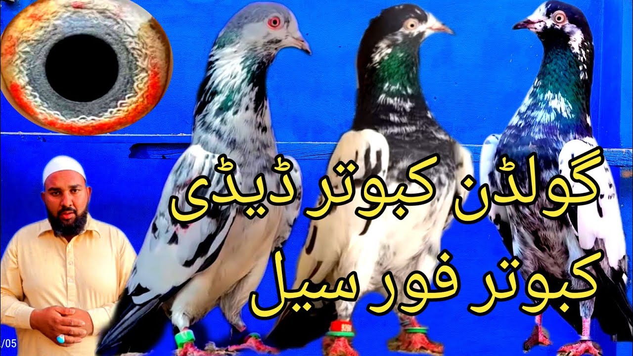 Golden Kabootar Taddy Kabootar 💯 Result Kabootar kil 1200 per 03021153648 inLahore