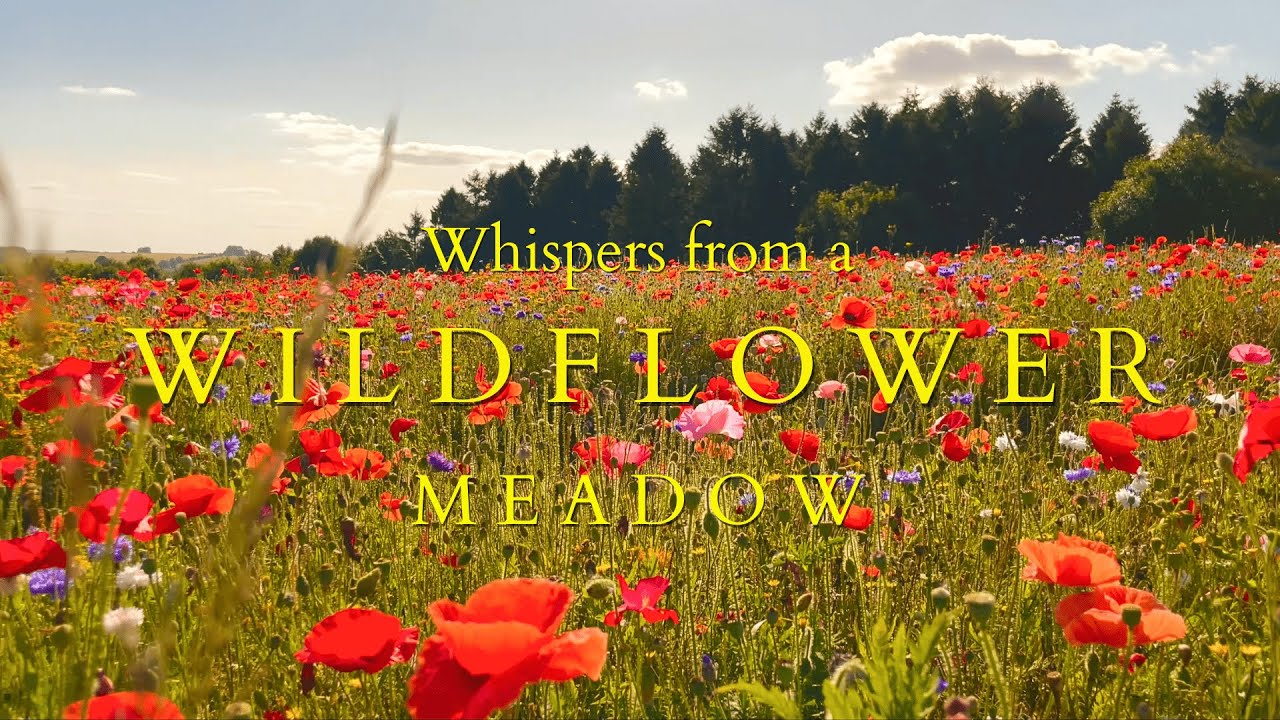 Visiting a colourful Wildflower Meadow in the Cotswolds! | Giuppy in Arcadia 