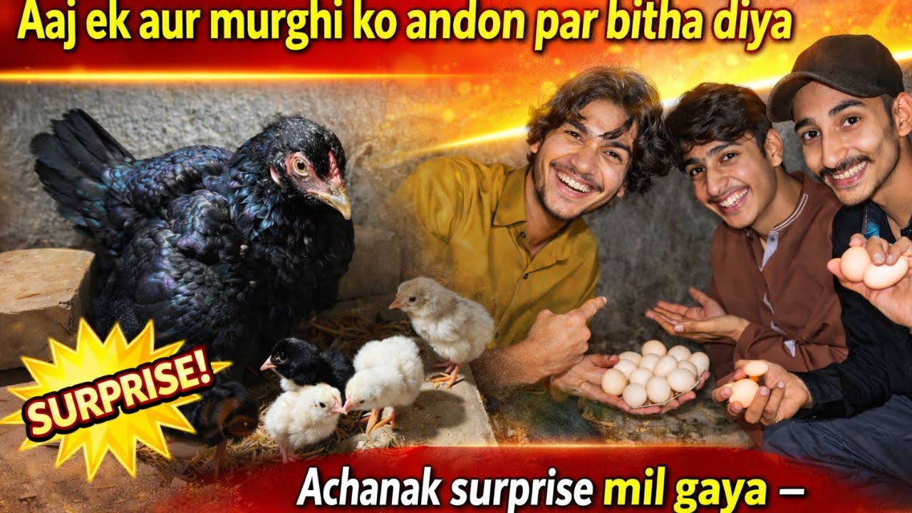 Aaj Ek Aur Murghi Ko Andon Par Bitha Diya | Achanak Surprise Mil Gaya – Choozay Nikal Aaye 😲🐥