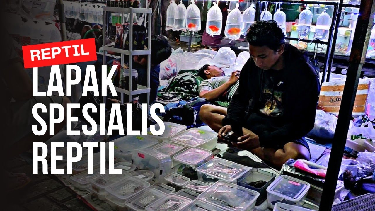 INI DIA YANG DI TUNGGU LAPAK SPESIALIS REPTIL || UPDATE HARGA REPTIL DIPASAR IKAN HIAS JATINEGARA