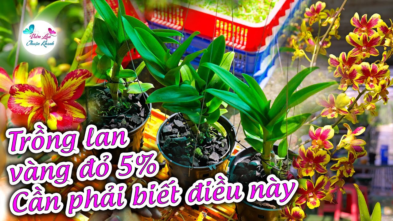 NHỮNG ĐIỀU CẦN BIẾT KHI TRỒNG LAN VÀNG ĐỎ 5% ĐỂ CÂY KHÔNG BỊ TỔN THƯƠNG VÀ MAU RA RỄ, SANG CHẬU LAN