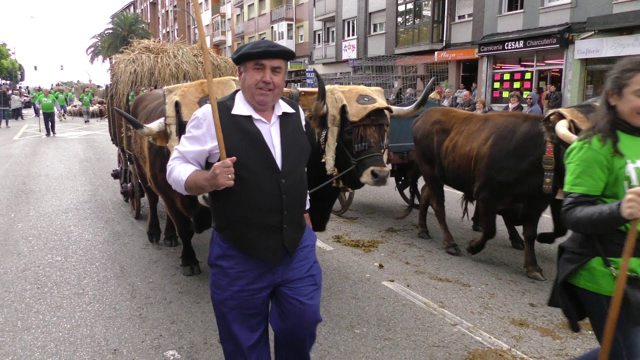 Desfile de Carros y Animales por las calles de Posada de Llanera /El Campo de Asturias