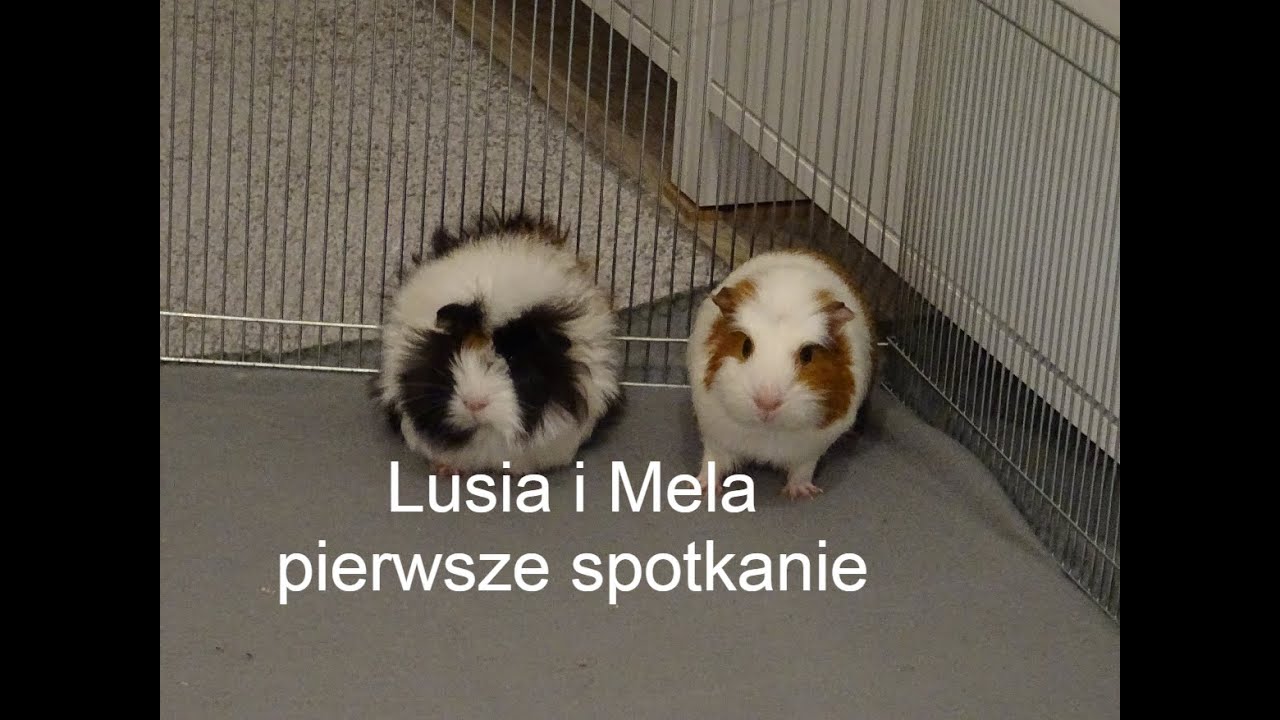 Jak łączyć dwie świnki morskie? Druga świnka w domu dzień 7🐷🐷#świnkamorska