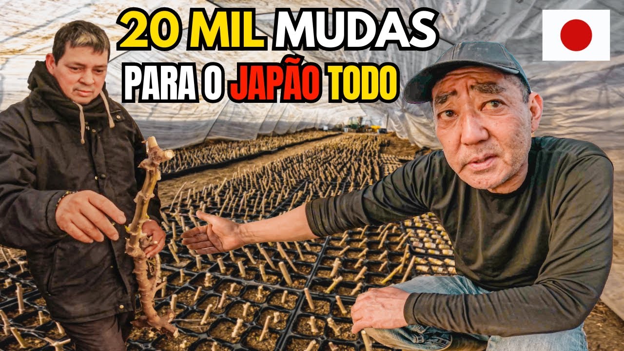 BRASILEIROS FAZEM SUCESSO COM MUDAS DE MANDIOCA NO JAPÃO