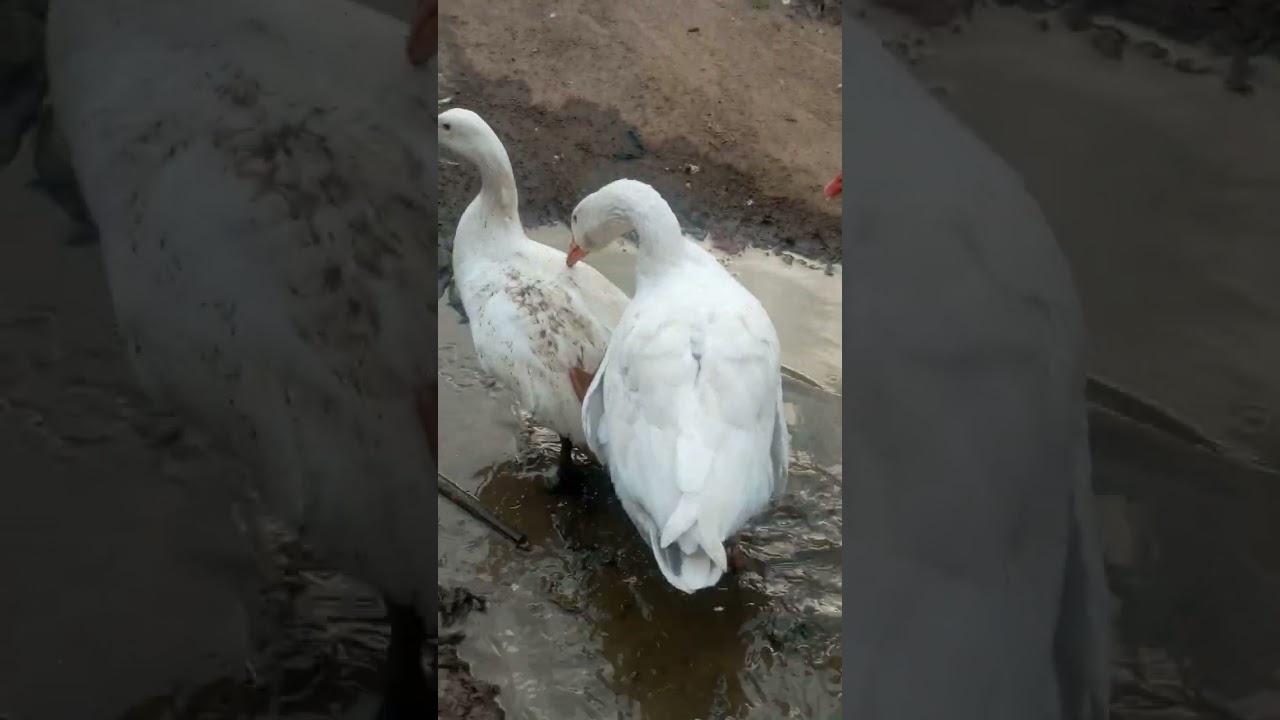 mating of goose...mating process and struggle as a goose..goose mate...