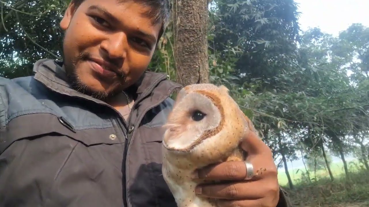 कौवा मिलकर परेशान कर रहा था उल्लू को #vlogs #explore #explorepage #trending #viral #video 